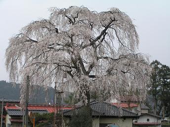 2006P4130203.JPG