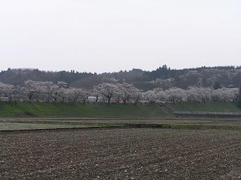 2006P4130208.JPG