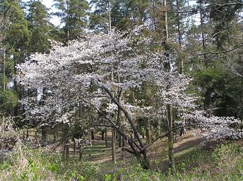 村上緑地公園-5