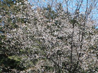 4/14　桜