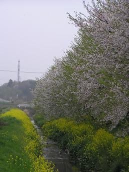 2006P4130222.JPG