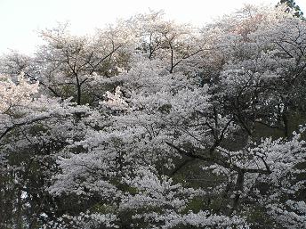 4/14　お丸山の桜