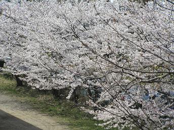 村上緑地公園-9