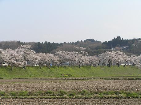 4/14　早乙女桜-2