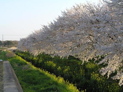 4/14　道の駅・二宮-2