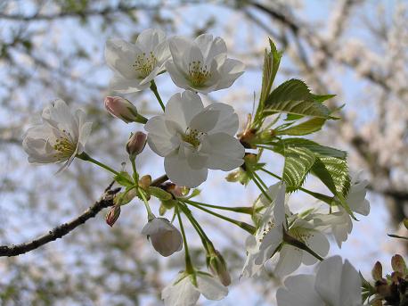 村上中央公園-5