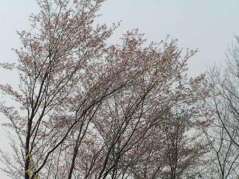 2006P4180003.JPG