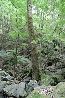 吉野川3