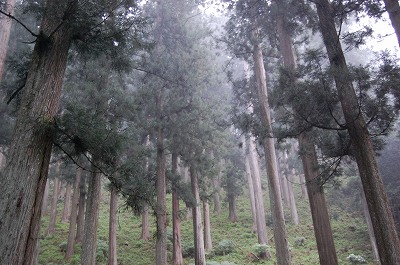 吉野杉3