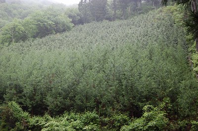 吉野杉7