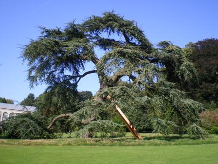 arbre-2.JPG