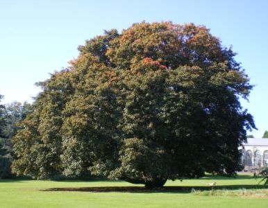 arbre-1.JPG