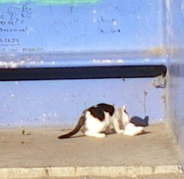 gato-1.JPG