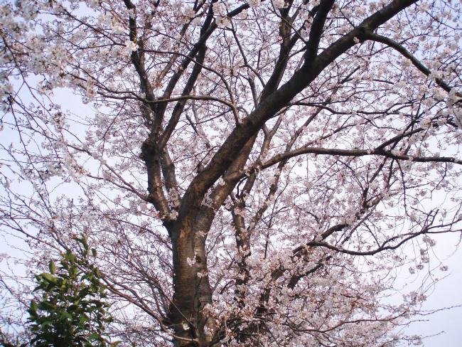 桜.jpg