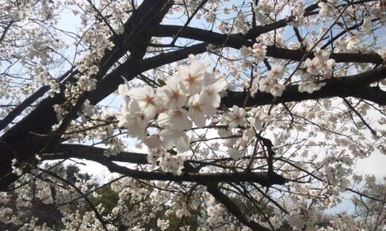 大阪城の桜