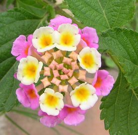 変な花を見つけた グアテマラ在住日記 楽天ブログ