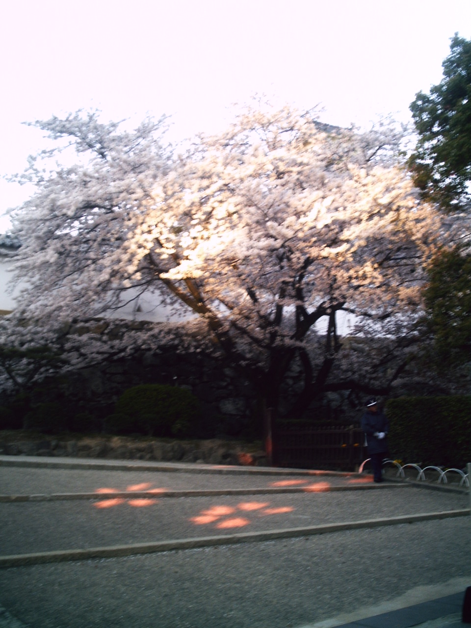 himeji　cherry blossom