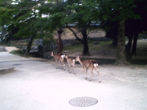 banbi's_family_in_nara_park