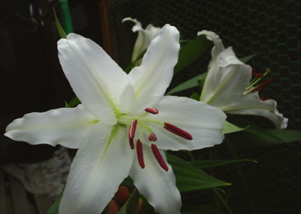 yuri_white1kasaburanka