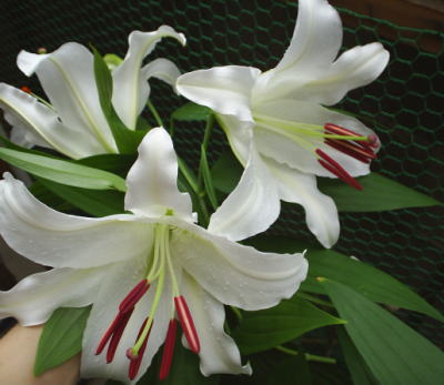 yuri_white2kasaburanka