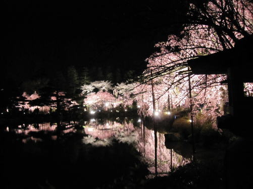 Kyoto,sakura