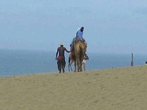 鳥取砂丘のラクダ