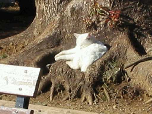 長崎平和公園の猫
