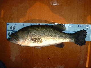 bass50cm