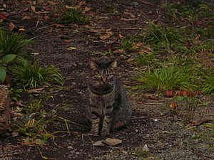 野良猫さん012.JPG