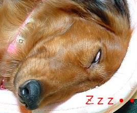 Ｚｚｚ