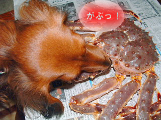 カニ来る３
