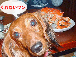 カニ来る