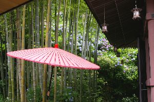 長谷寺竹林