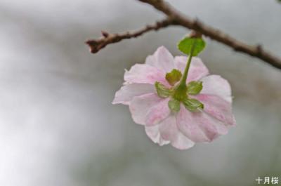 十月桜