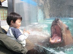 せまるトド！