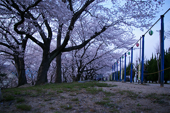 桜2008-4