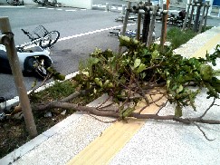 台風で折れた木.JPG