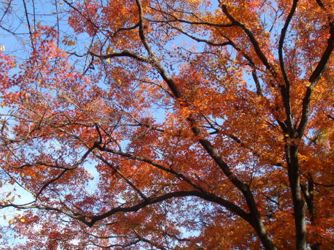 DSC01499.jpg