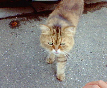 猫のポロ.JPG