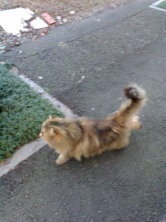 猫のポロ