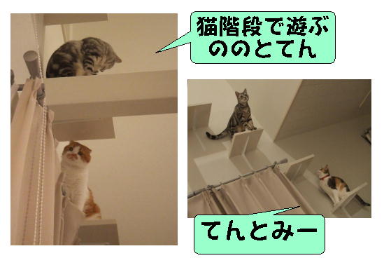 猫階段で遊ぶ１.jpg