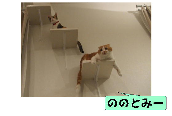 猫階段で遊ぶ２.jpg