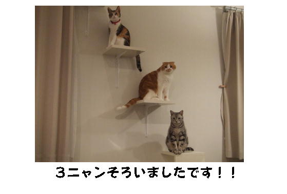 猫階段で遊ぶ３.jpg