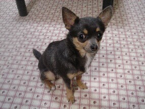 ベストショット　コウ