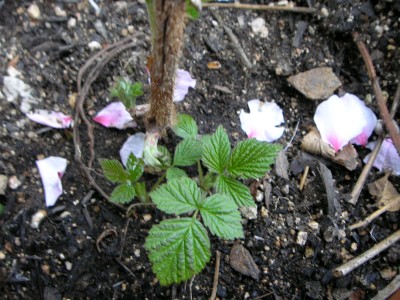 木苺の新芽