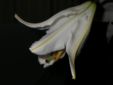 ユリの開花その５・１：１８