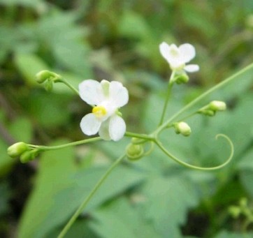 フウセンカズラの花