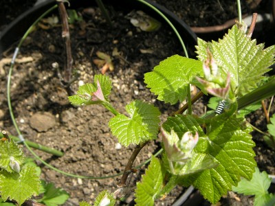 5月1日すくすくと。