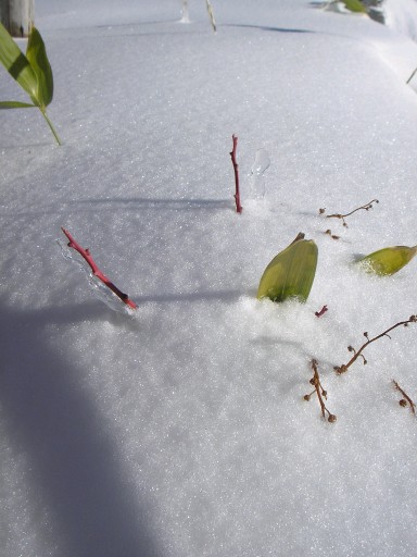積雪30cm！