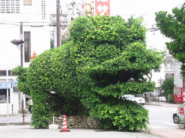 がじゅまるシーサー